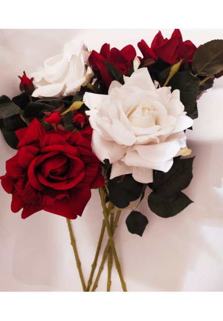 Rosa 69cm